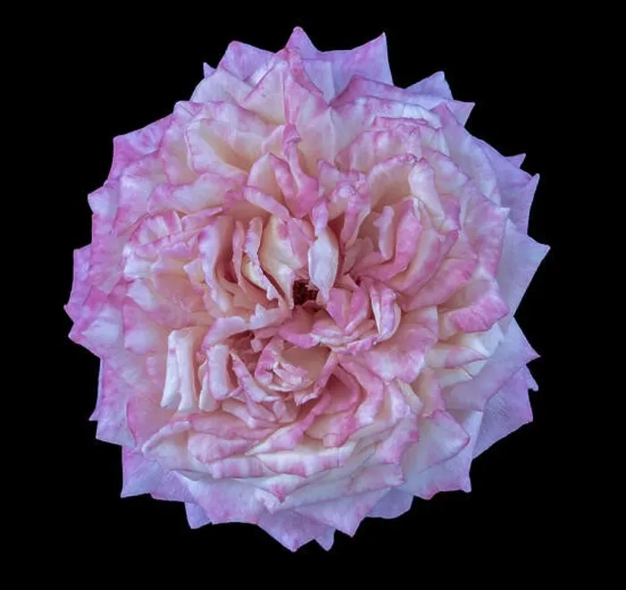 Framed Print : Fine art still life pastel color macro flower photography of an isolated white pink blooming rose blossom with detailed Framed Print : Fine art still life pastel color macro flower photography of an isolated white pink blooming rose blossom with detailed