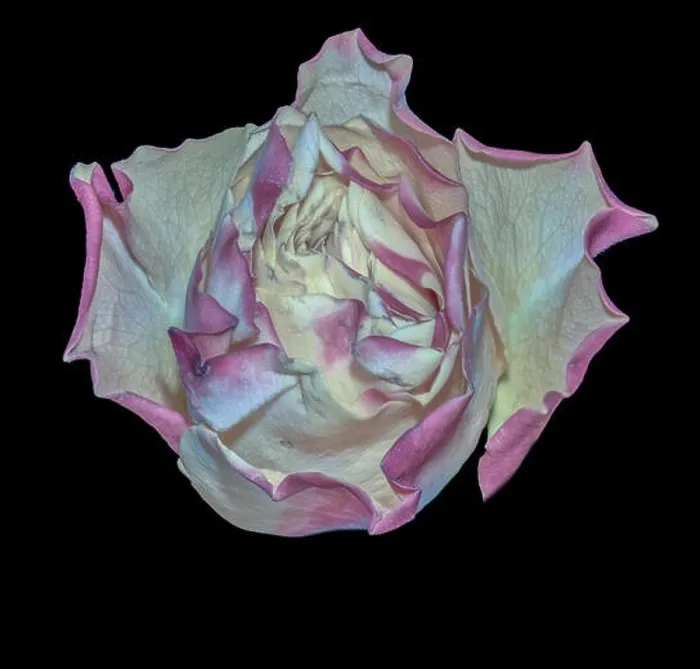 Framed Print : Fine art still life pastel color macro image of a single isolated pink yellow rose blossom in surrealistic vintage Framed Print : Fine art still life pastel color macro image of a single isolated pink yellow rose blossom in surrealistic vintage