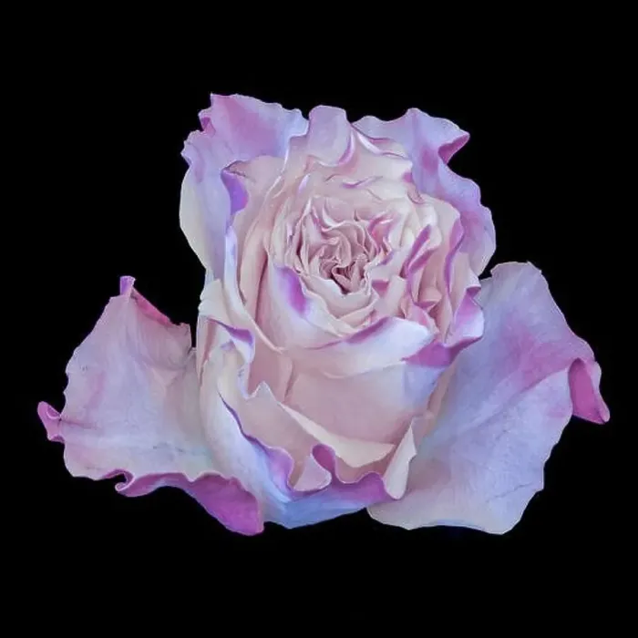 Framed Print : Fine art still life pastel color macro image of a single isolated yellow pink violet rose blossom Framed Print : Fine art still life pastel color macro image of a single isolated yellow pink violet rose blossom