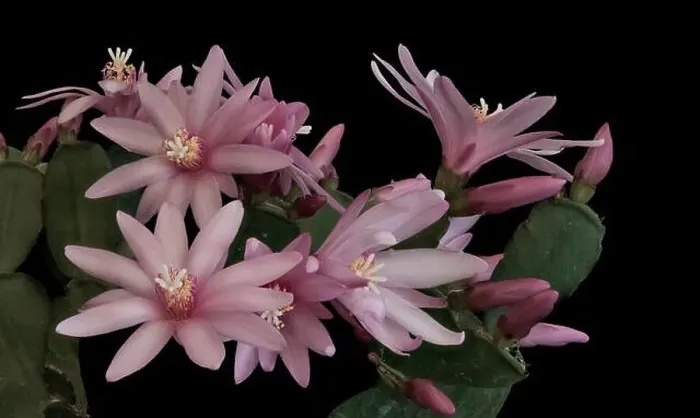 Framed Print : Fine art still life pastel color macro of a set of white pink easter / whitsun cactus blossoms on black background in Framed Print : Fine art still life pastel color macro of a set of white pink easter / whitsun cactus blossoms on black background in
