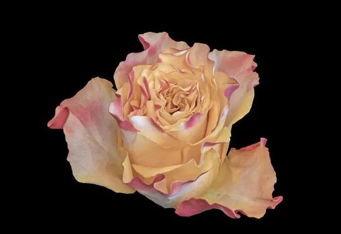 Framed Print : Fine art still life pastel color macro of a single isolated pink yellow rose blossom in vintage painting style on black
