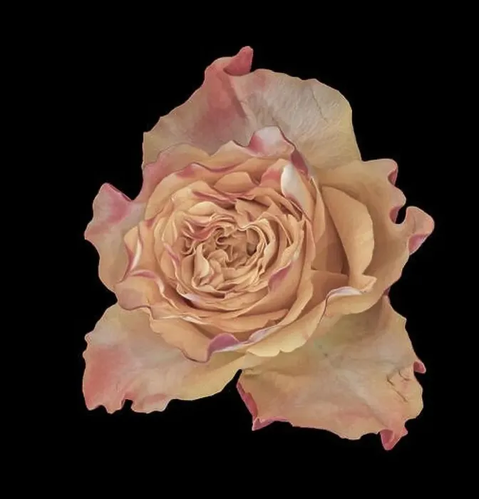Framed Print : Fine art still life pastel color macro of a single isolated pink yellow rose blossom in vintage painting style on black