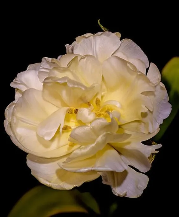 Framed Print : Fine art still life pastel color macrro flower image of a single isolated yellow white fully wide opened blooming tulip Framed Print : Fine art still life pastel color macrro flower image of a single isolated yellow white fully wide opened blooming tulip