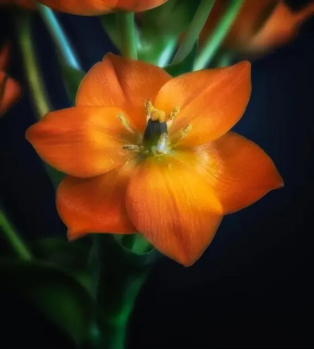 Framed Print : Fine art still life surrealistic colorful floral macro of a single isolated orange Star-of-Bethlehem / ornithogalum Framed Print : Fine art still life surrealistic colorful floral macro of a single isolated orange Star-of-Bethlehem / ornithogalum