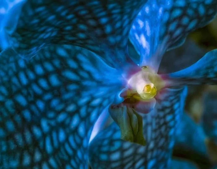 Framed Print : Fine art still life surrealistic floral color macro image of a the inner of a single isolated turquoise orchid blossom Framed Print : Fine art still life surrealistic floral color macro image of a the inner of a single isolated turquoise orchid blossom