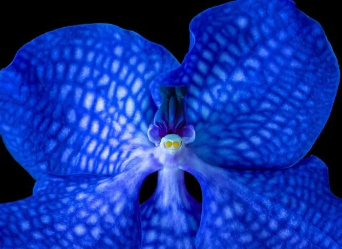 Framed Print : Fine art still life surrealistic floral color macro image of a single isolated bright blue orchid blossom on black Framed Print : Fine art still life surrealistic floral color macro image of a single isolated bright blue orchid blossom on black