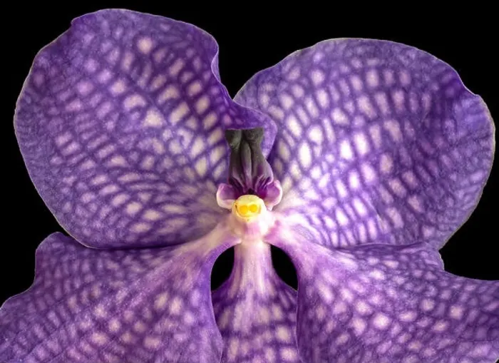 Framed Print : Fine art still life surrealistic floral color macro image of a single isolated violet orchid blossom on black background Framed Print : Fine art still life surrealistic floral color macro image of a single isolated violet orchid blossom on black background