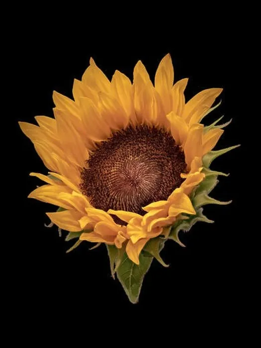 Framed Print : Fine art still life vintage color macro of a single isolated yellow sunflower blossom with green leaves Framed Print : Fine art still life vintage color macro of a single isolated yellow sunflower blossom with green leaves