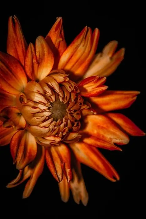 Framed Print : Fine art still life vintage dahlia blossom Framed Print : Fine art still life vintage dahlia blossom