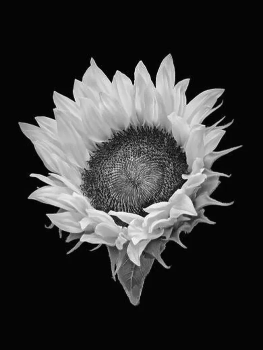 Framed Print : Fine art still life vintage monochrome black Framed Print : Fine art still life vintage monochrome black