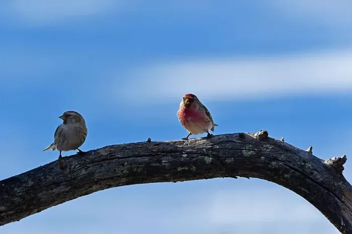 Framed Print : Finland, Kaamanen, Carduelis flammea, Redpoll ;Carduelis hornemanni, Arctic Redpoll Framed Print : Finland, Kaamanen, Carduelis flammea, Redpoll ;Carduelis hornemanni, Arctic Redpoll