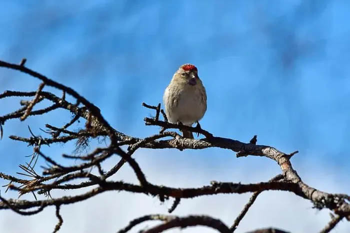 Framed Print : Finland, Kaamanen, Carduelis hornemanni, Arctic Redpoll Framed Print : Finland, Kaamanen, Carduelis hornemanni, Arctic Redpoll