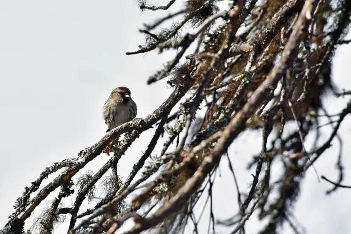 Framed Print : Finland, Kaamanen, Carduelis hornemanni, Arctic Redpoll Framed Print : Finland, Kaamanen, Carduelis hornemanni, Arctic Redpoll