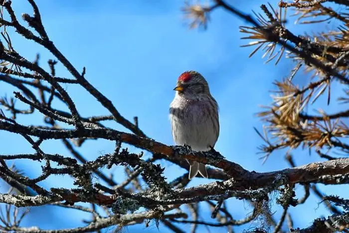 Framed Print : Finland, Kaamanen, Carduelis hornemanni, Arctic Redpoll Framed Print : Finland, Kaamanen, Carduelis hornemanni, Arctic Redpoll