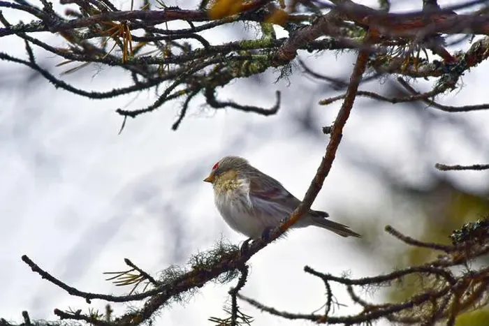 Framed Print : Finland, Kaamanen, Carduelis hornemanni, Arctic Redpoll Framed Print : Finland, Kaamanen, Carduelis hornemanni, Arctic Redpoll