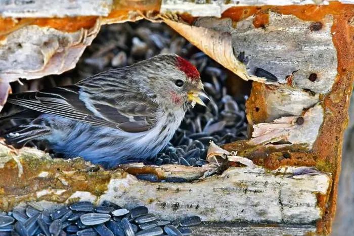 Framed Print : Finland, Kaamanen, Carduelis hornemanni, Arctic Redpoll Framed Print : Finland, Kaamanen, Carduelis hornemanni, Arctic Redpoll