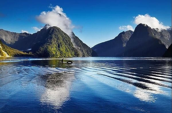 Fiord Milford Sound, South Island, New Zealand