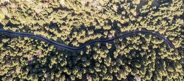 Framed Print : Fir forest and winding asphalt road aerial panoramic view Framed Print : Fir forest and winding asphalt road aerial panoramic view