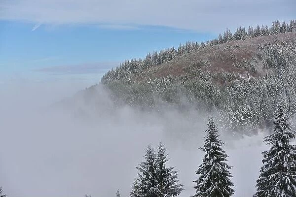 Fir trees full of snow on cold winter in mountain landscape