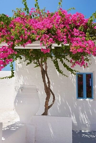 Fira - white house with blooming bougainvillea flowers, Santorini Greece