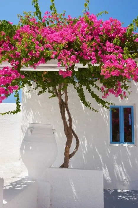 Framed Print : Fira - white house with blooming bougainvillea flowers, Santorini Greece Framed Print : Fira - white house with blooming bougainvillea flowers, Santorini Greece