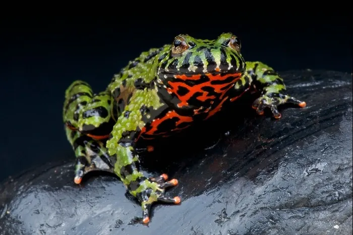 Framed Print : Fire-bellied toad / Bombina orientales Framed Print : Fire-bellied toad / Bombina orientales