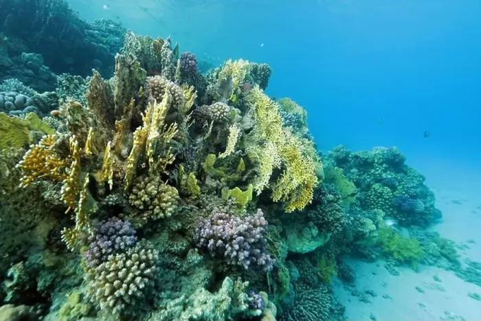 Framed Print : Fire corals on coral reef near Abu Dabab, Marsa Alam area, underwater photograph, Red Sea, Egypt Framed Print : Fire corals on coral reef near Abu Dabab, Marsa Alam area, underwater photograph, Red Sea, Egypt