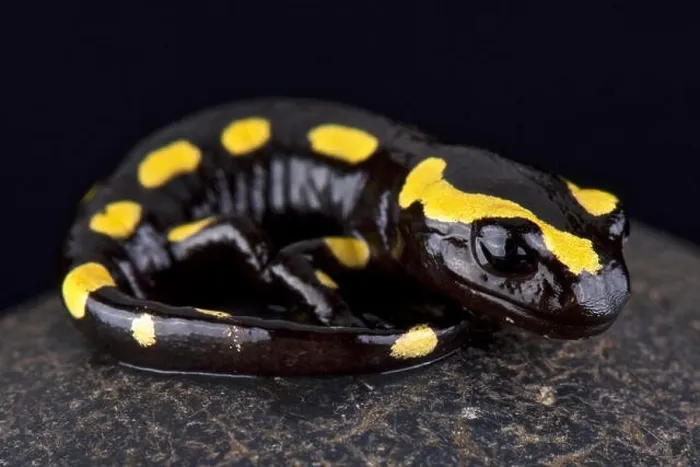 Framed Print : fire salamander (Salamandra salamandra) Framed Print : fire salamander (Salamandra salamandra)