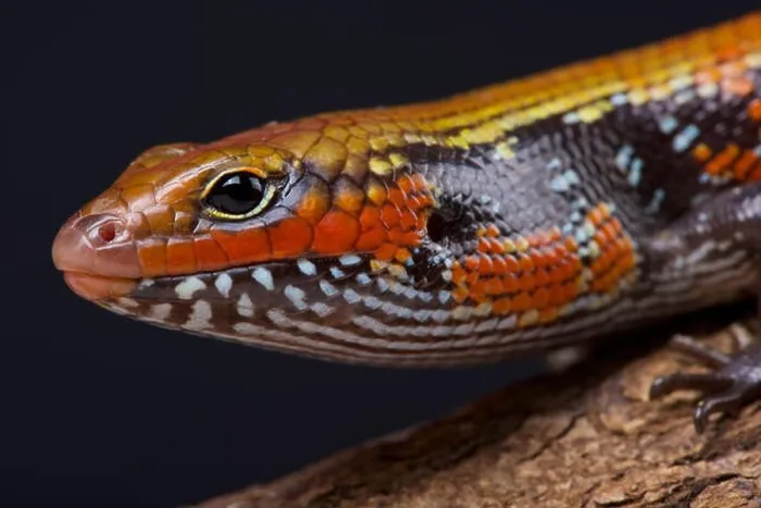 Framed Print : Fire skink / Lepidothyris fernandi Framed Print : Fire skink / Lepidothyris fernandi