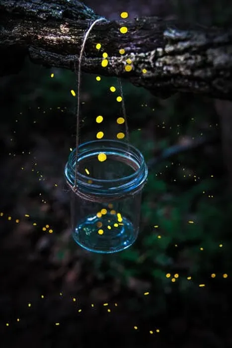 Framed Print : Fireflies flying away from a jar hanged on a tree in the forest Framed Print : Fireflies flying away from a jar hanged on a tree in the forest