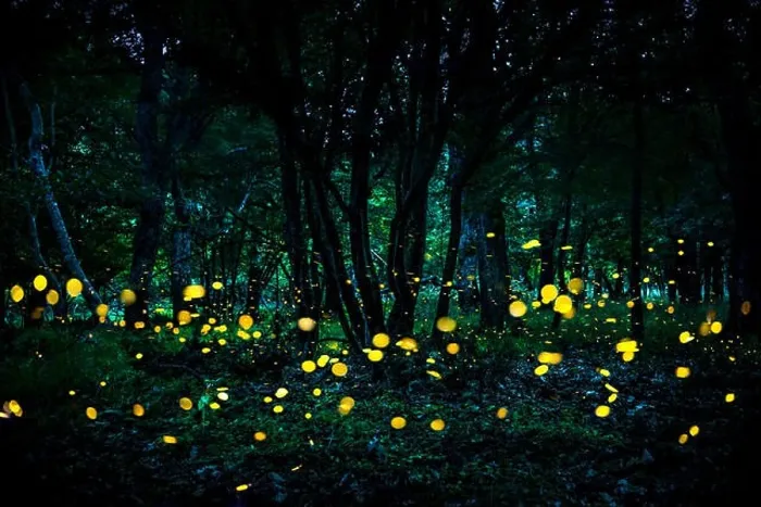 Framed Print : Fireflies flying in the forest at twilight Framed Print : Fireflies flying in the forest at twilight