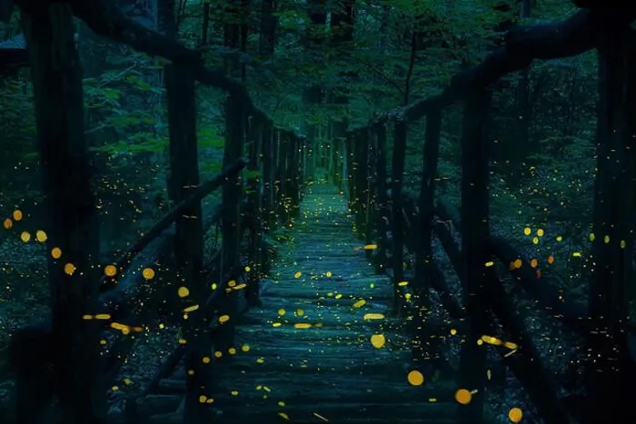 Framed Print : Fireflies flying over a wooden bridge in the forest at twilight Framed Print : Fireflies flying over a wooden bridge in the forest at twilight