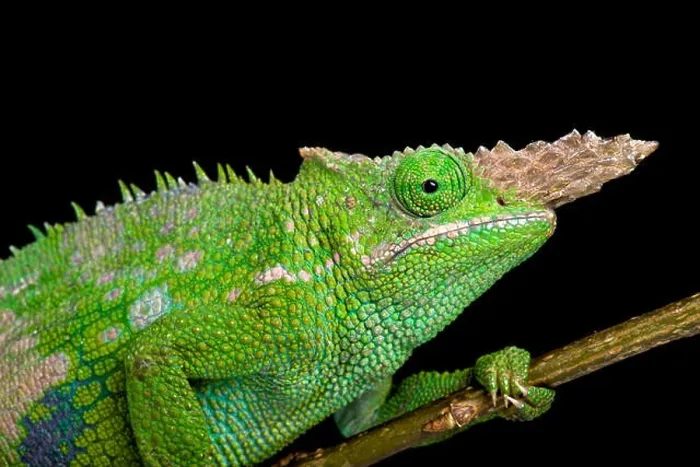 Framed Print : Fischer's chameleon (Kinyongia fischeri ) Framed Print : Fischer's chameleon (Kinyongia fischeri )