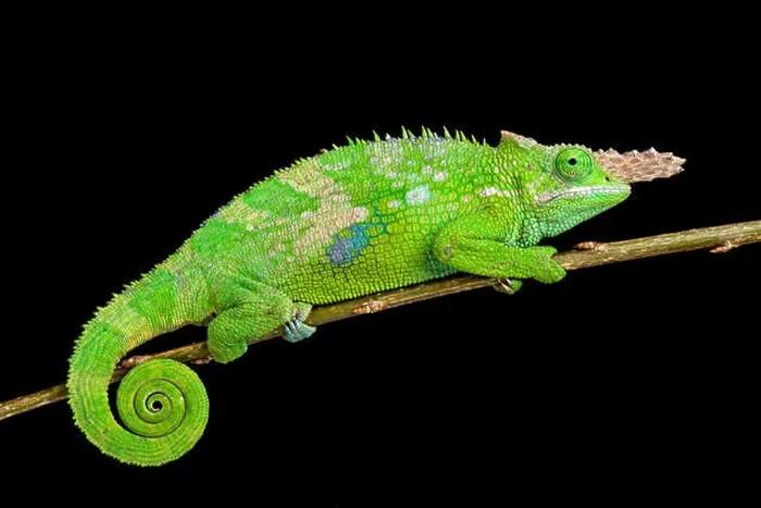Framed Print : Fischer's chameleon (Kinyongia fischeri ) Framed Print : Fischer's chameleon (Kinyongia fischeri )