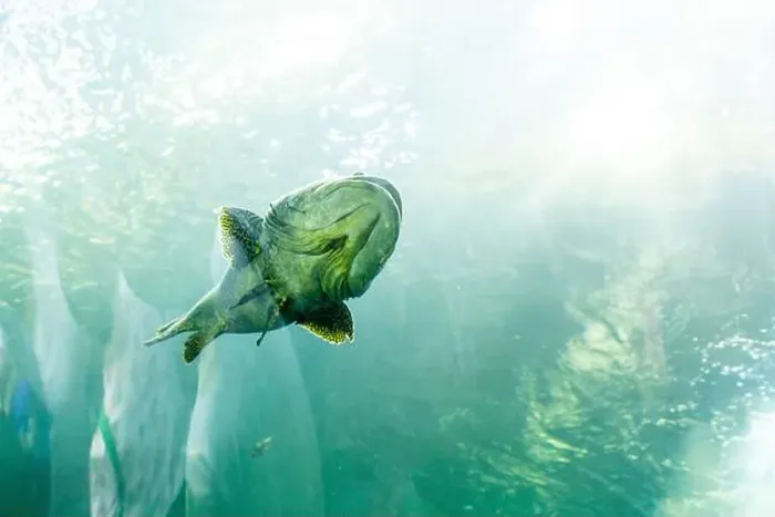 Framed Print : fish for big fish tank in the tank