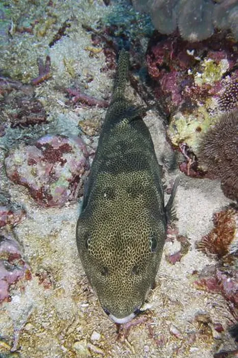 Framed Print : Fish with camouflage pattern, giant pufferfish (Arothron stellatus)