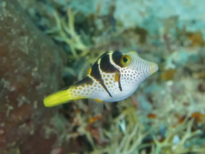 Framed Print : Fish with distinctive patterns Framed Print : Fish with distinctive patterns