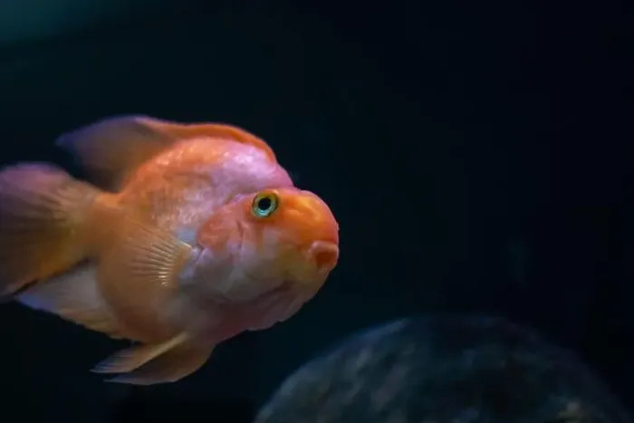 Framed Print : A fish that has a notably large nose is looking directly at the camera with its big eyes Framed Print : A fish that has a notably large nose is looking directly at the camera with its big eyes