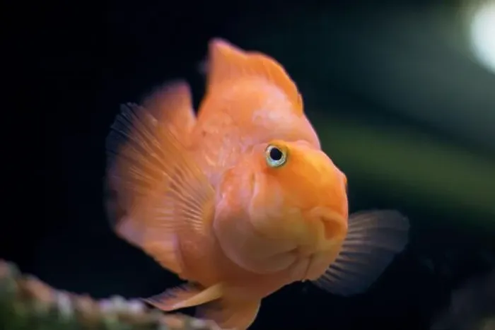 Framed Print : A fish that has a notably large nose is looking directly at the camera with its big eyes Framed Print : A fish that has a notably large nose is looking directly at the camera with its big eyes