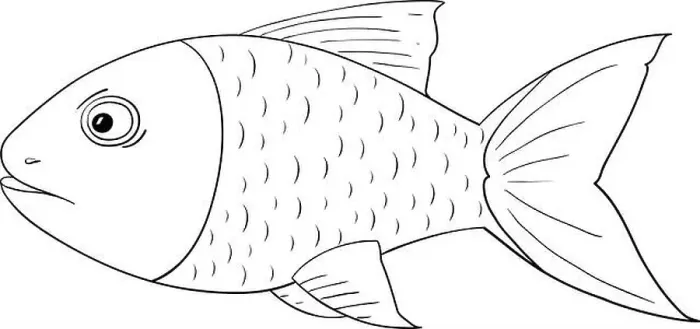Framed Print : Fish. Outline drawing Framed Print : Fish. Outline drawing