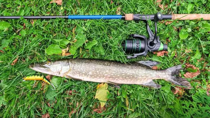 Framed Print : Fish pike caught on lure and fishing rod in Corrib river at Galway Framed Print : Fish pike caught on lure and fishing rod in Corrib river at Galway