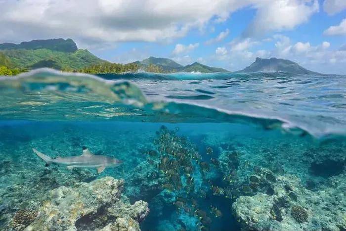 Framed Print : Fish school with a shark underwater in the ocean on the reef of a south Pacific island in French Polynesia Framed Print : Fish school with a shark underwater in the ocean on the reef of a south Pacific island in French Polynesia