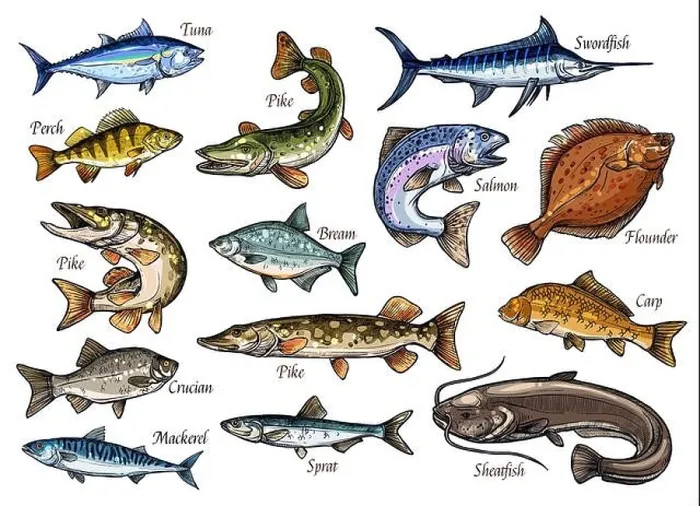 Framed Print : Fish sketches of sea, ocean and river animal for seafood and fishing sport design Framed Print : Fish sketches of sea, ocean and river animal for seafood and fishing sport design