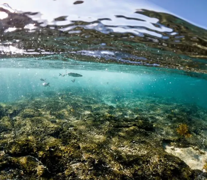 Framed Print : Fish swim in the clear, sunlit waters near the rocky seabed