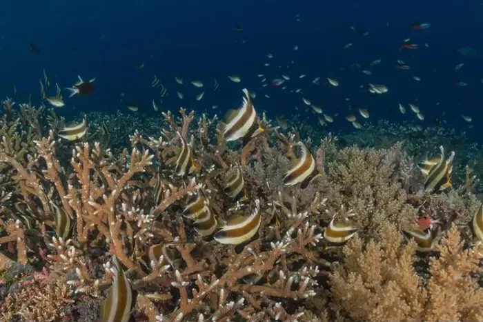 Framed Print : Fish swim at the Tubbataha Reefs national park Philippines