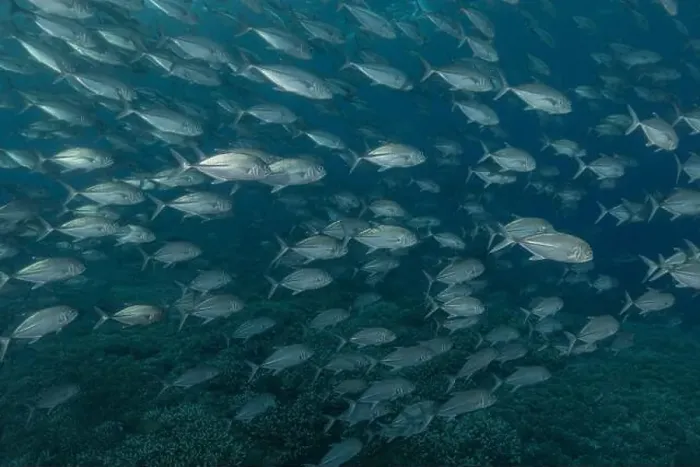 Framed Print : Fish swim at the Tubbataha Reefs national park Philippines Framed Print : Fish swim at the Tubbataha Reefs national park Philippines