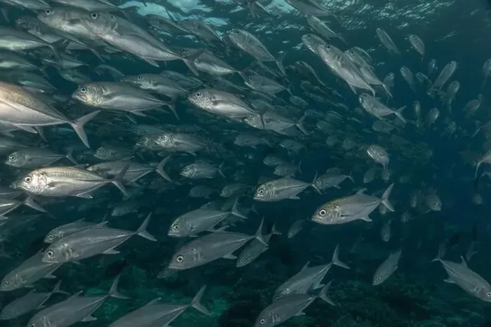 Framed Print : Fish swim at the Tubbataha Reefs national park Philippines Framed Print : Fish swim at the Tubbataha Reefs national park Philippines