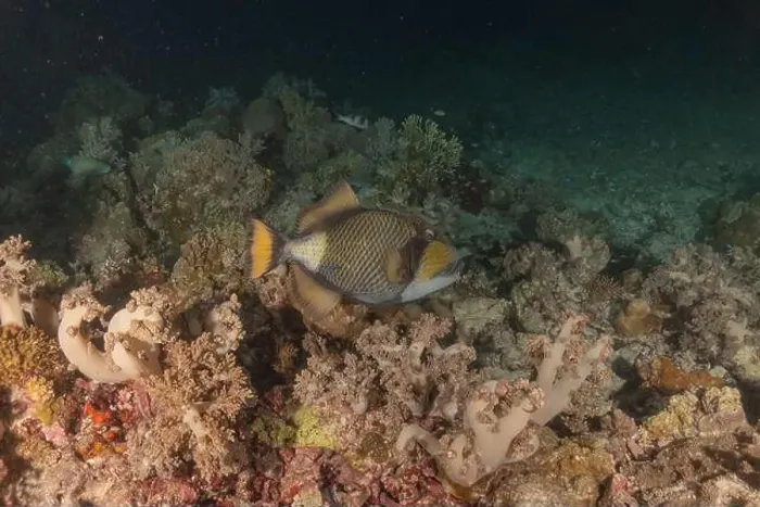 Framed Print : Fish swim at the Tubbataha Reefs national park Philippines Framed Print : Fish swim at the Tubbataha Reefs national park Philippines