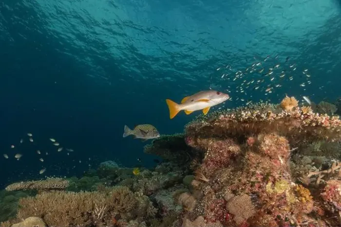 Framed Print : Fish swim at the Tubbataha Reefs national park Philippines