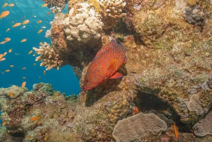 Framed Print : Fish swimming in the Red Sea, colorful fish, Eilat Israel Framed Print : Fish swimming in the Red Sea, colorful fish, Eilat Israel